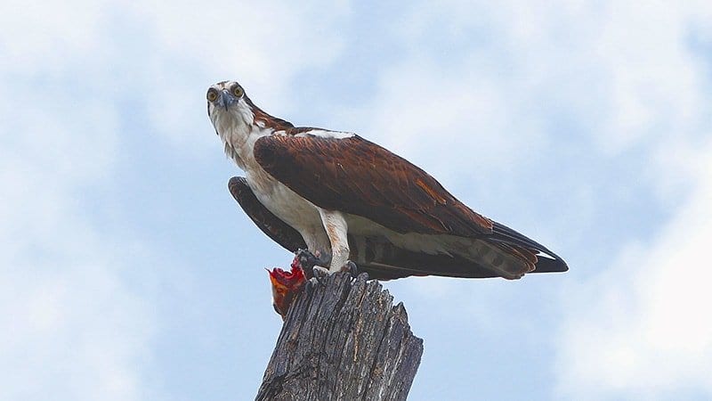 Lake Apopka Wildlife Drive Cinematic 4K Nature Video