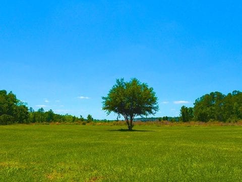 Lake Louisa State Park Cinematic 4K Nature Video