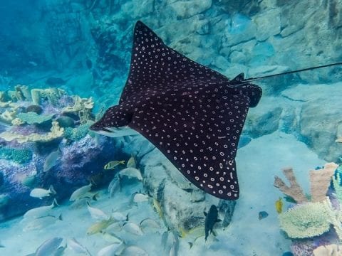 Learn Facts About Stingrays