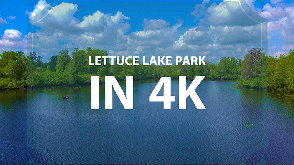 Lettuce Lake Park Nature Video In 4k