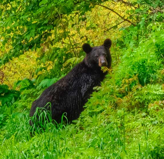 Black Bear In Shenandoah National Park