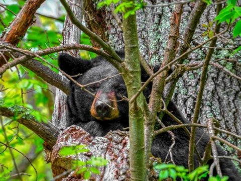 Black Bear In Shenandoah National Park