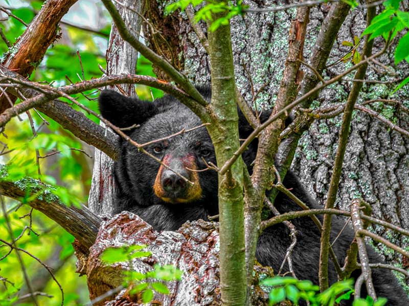 Black Bear In Shenandoah National Park