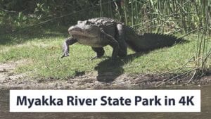 Myakka River State Park & Deep Hole Cinematic 4K Nature Video and Review