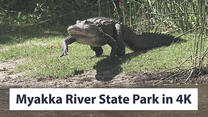 Myakka River State Park & Deep Hole 4K Cinematic Nature Video