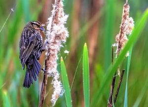 Photograph of a female red winged blackbird