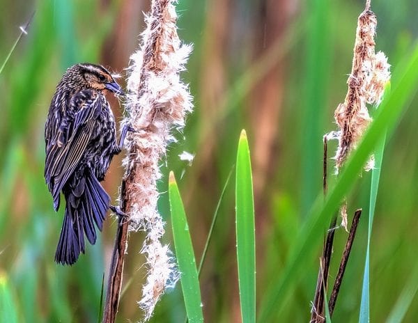 Photograph of a female red winged blackbird