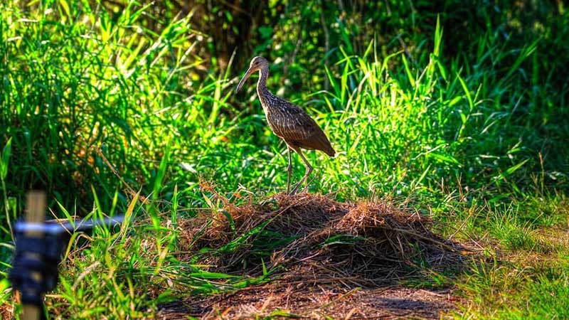 Picture of an alligator nest