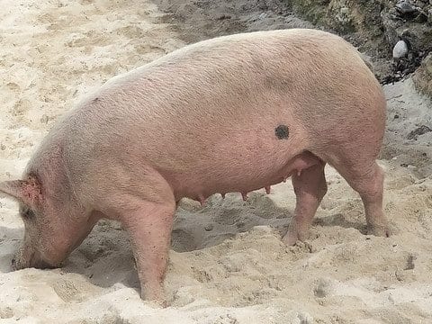 Swimming Pigs On Pig Island in The Bahamas