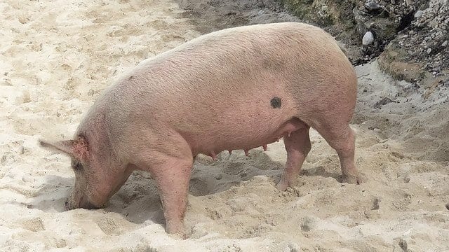 Swimming Pigs On Pig Island in The Bahamas