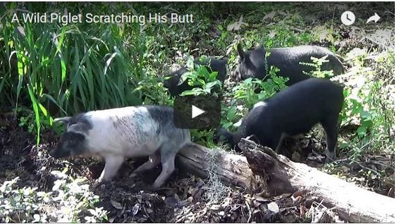 A Baby Piglet Has An Itch