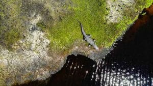 an alligator along the st johns river in central florida