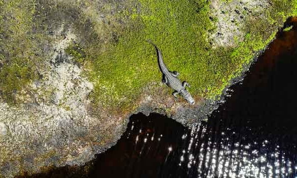 an alligator along the st johns river in central florida