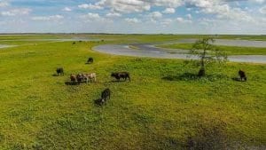 cattle roaming along the st johns river in central florida