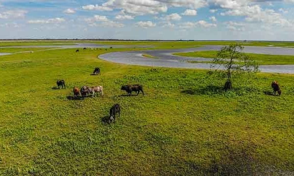 cattle roaming along the st johns river in central florida