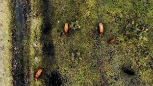 Roaming cattle found in Florida parks