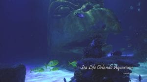 Sea Life Orlando Aquarium Cinematic 4K Wildlife Video Cover Photo