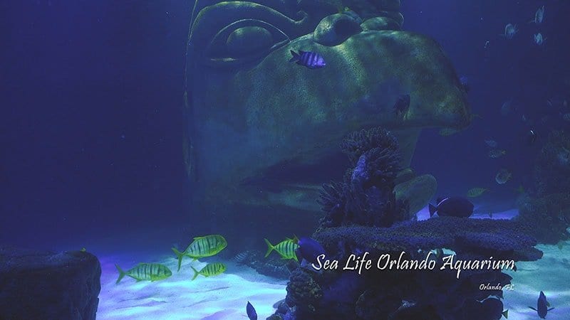 Sea Life Orlando Aquarium Cinematic 4K Wildlife Video