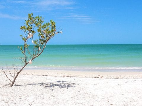 Shell Key Island Cinematic 4K Nature Video