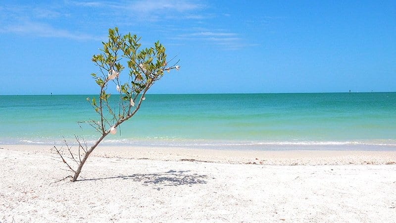 Shell Key Island Cinematic 4K Nature Video