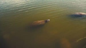 West Indian Manatee or Seacows in 4K Nature Video Cover Photo