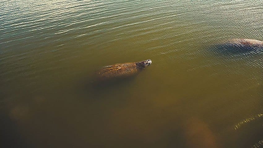 West Indian Manatee Facts & Manatee 4K Wildlife Video