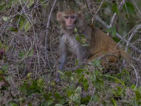 Wild Monkey Along The Silver River In Florida