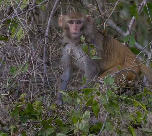 wild monkey along the silver river in florida