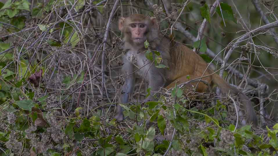 Wild Monkey Along The Silver River In Florida