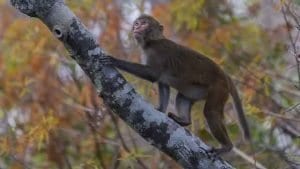 One of the monkeys climbing a tree along the river.