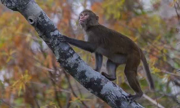 One of the monkeys climbing a tree along the river.