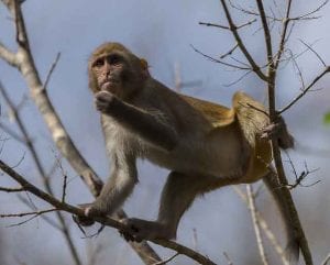 A wild monkey I saw that had climbed a tree along the Silver River in Florida.