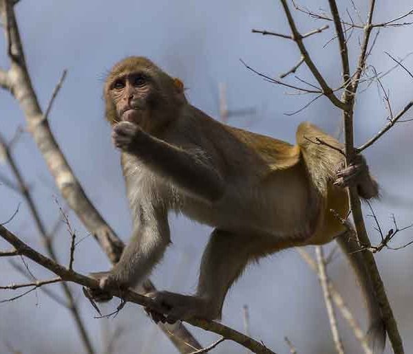 A wild monkey I saw that had climbed a tree along the Silver River in Florida.