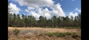 A Time Lapse Movie Of Hiking Central Florida (Orlando)