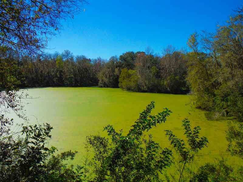 Alafia River State Park Hiking Review
