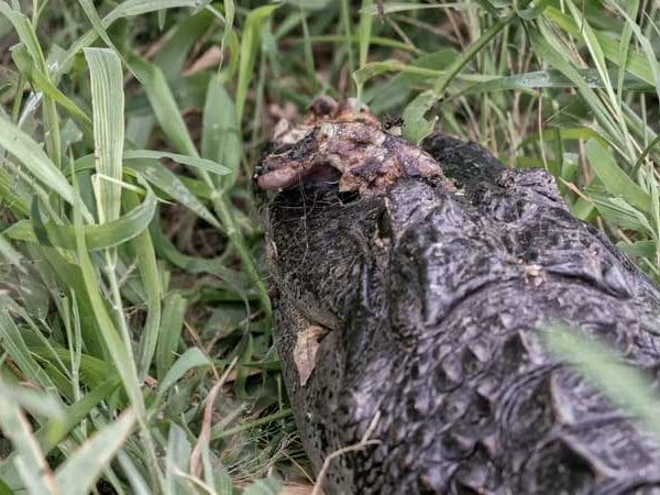 a picture of an injured alligator after being attacked by another alligator