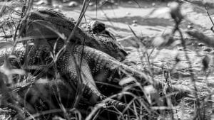 alligator killing and eating another alligator