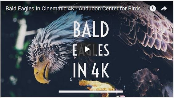 Bald Eagles Filmed in Cinematic 4K