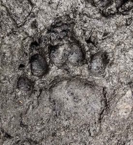 black bear print in mud at black bear wilderness preserve - sanford, fl