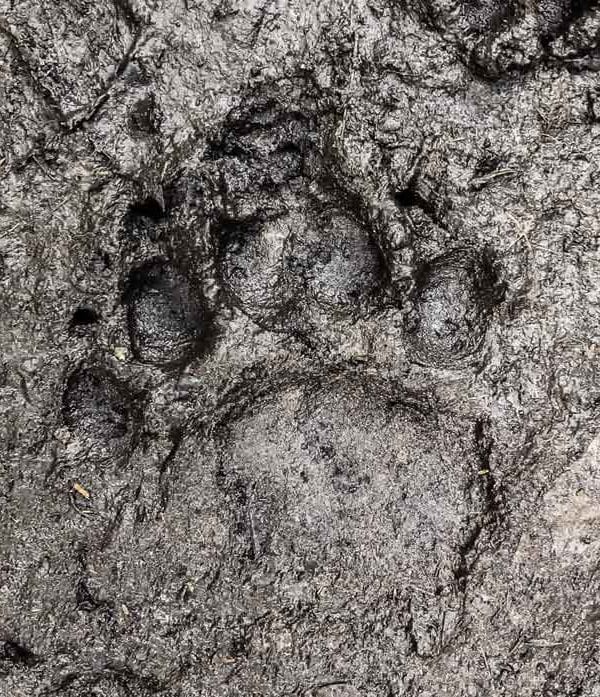black bear print in mud at black bear wilderness preserve - sanford, fl