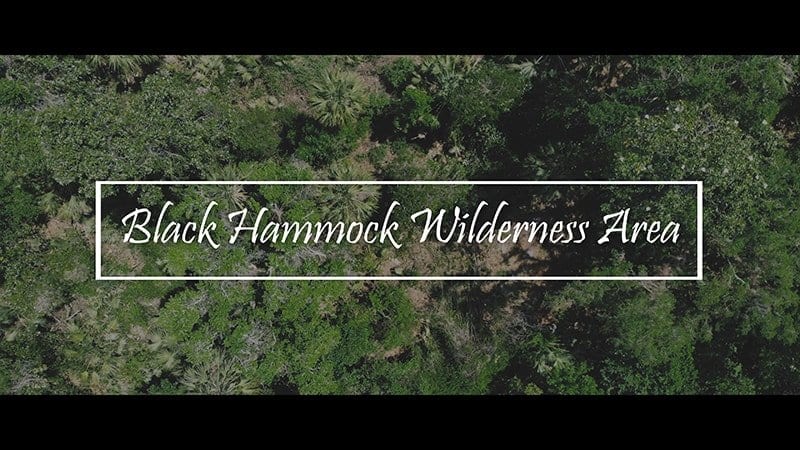 Black Hammock Wilderness Area Cinematic 4K Nature Video