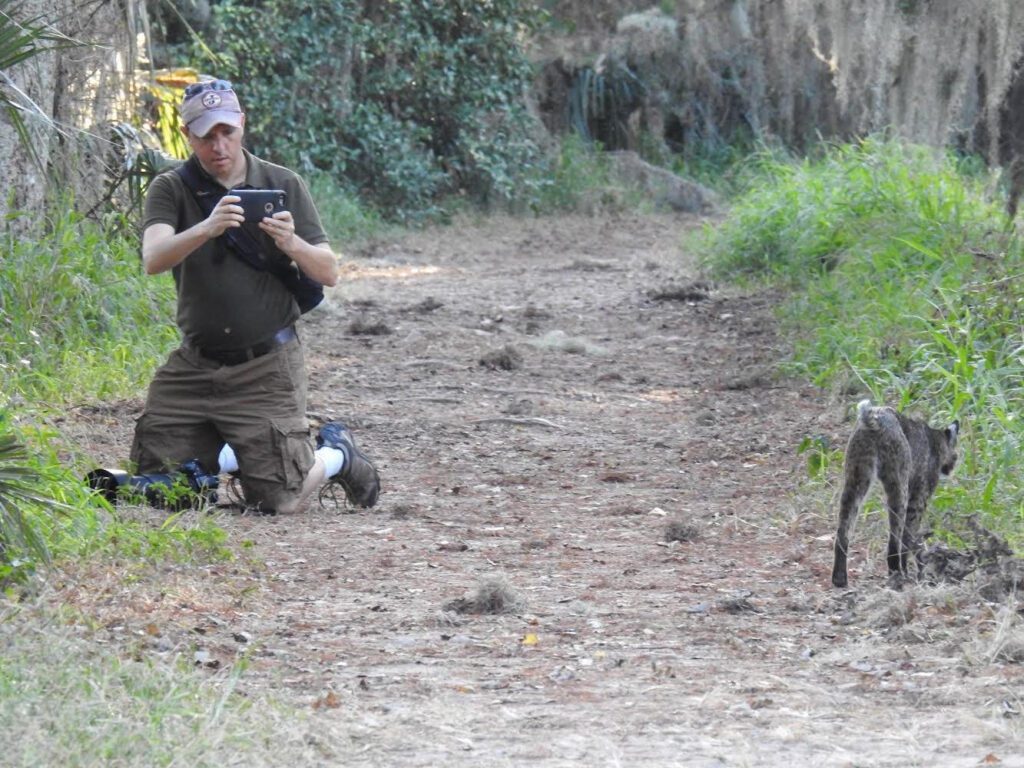 Chris Berry, the publisher of Clear Landing, taking a video of a bobcat along a hiking trail in Florida at Circle B Reserve.