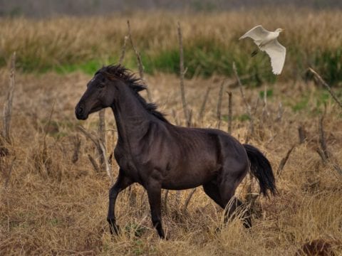 Florida Cracker Horse Facts (Wild Horses) – Paynes Prairie Preserve State Park