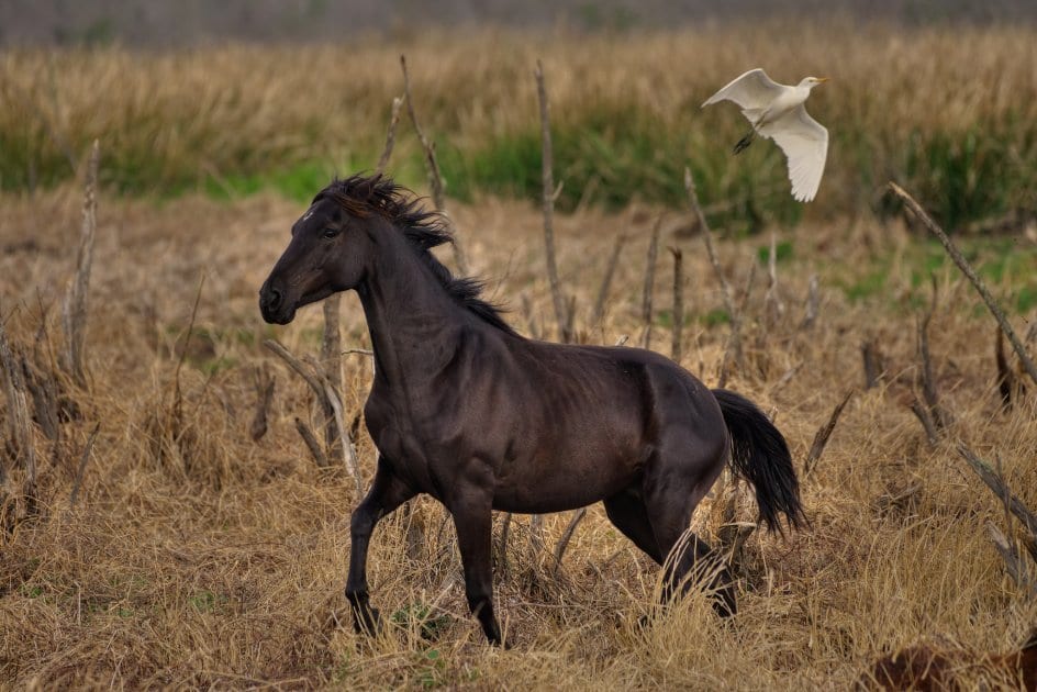 Florida Cracker Horse Facts (Wild Horses) – Paynes Prairie Preserve State Park