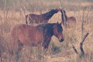 florida craker horse facts by clear landing