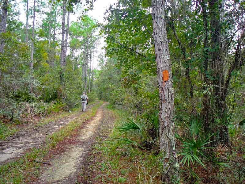 Florida National Scenic Trail Hiking Review