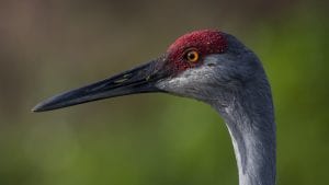 florida sandhill crane facts and wildlife video - clear landing cover photo
