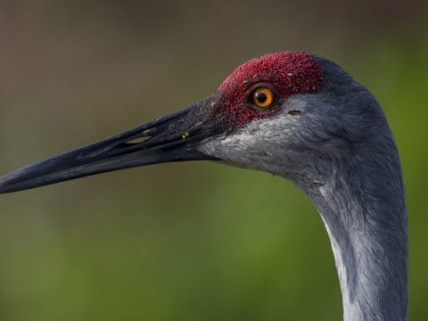 Florida Sandhill Crane Facts & Sandhill Crane Wildlife Video