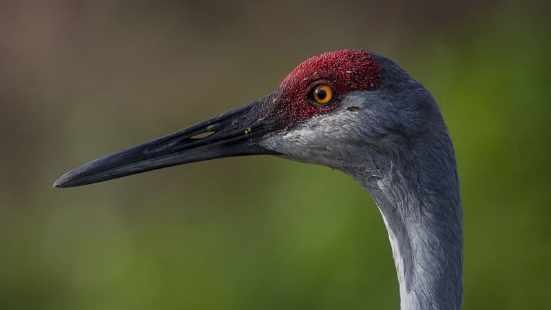 Florida Sandhill Crane Facts & Sandhill Crane Wildlife Video