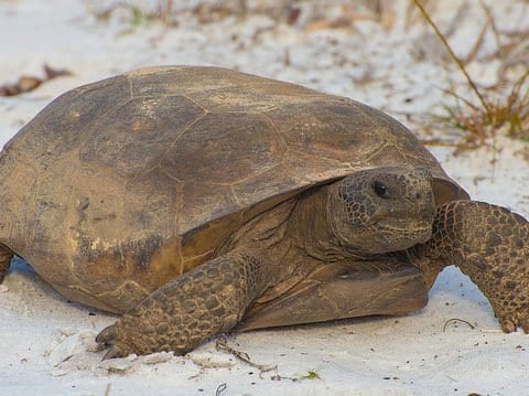 Gopher Tortoise Facts and Gopher Tortoise 4K Wildlife Video